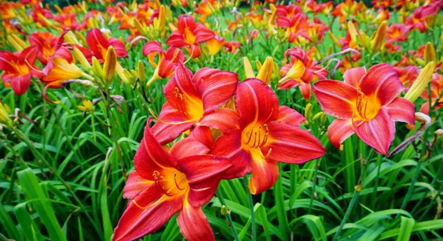 Ein Feld voller leuchtend roter und gelber Taglilien. Der ideale Taglilien Standort ist sonnig, um diese Blütenpracht zu genießen.