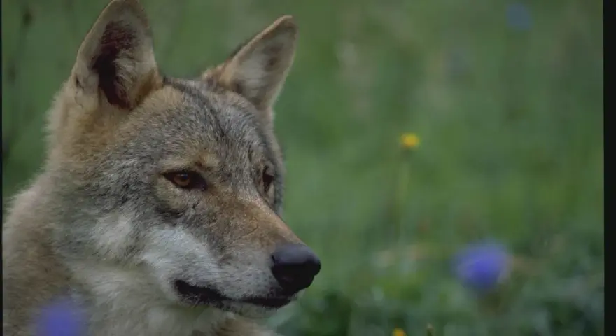 En varg tittar ut över en grön äng med några blå och gula blommor. Det är som att se en varg måla sig själv i naturen.