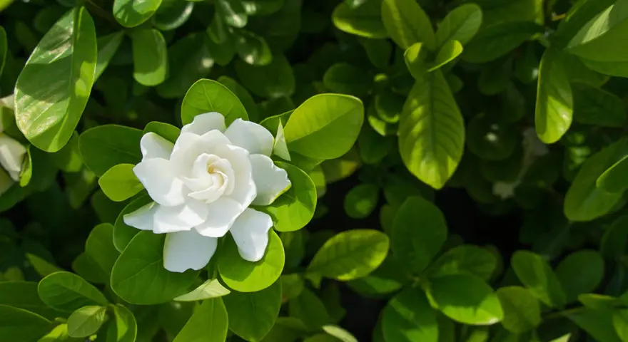 A single white gardenia flower blooms amidst lush green leaves, hinting at its potential gardenia flower benefits for skin.