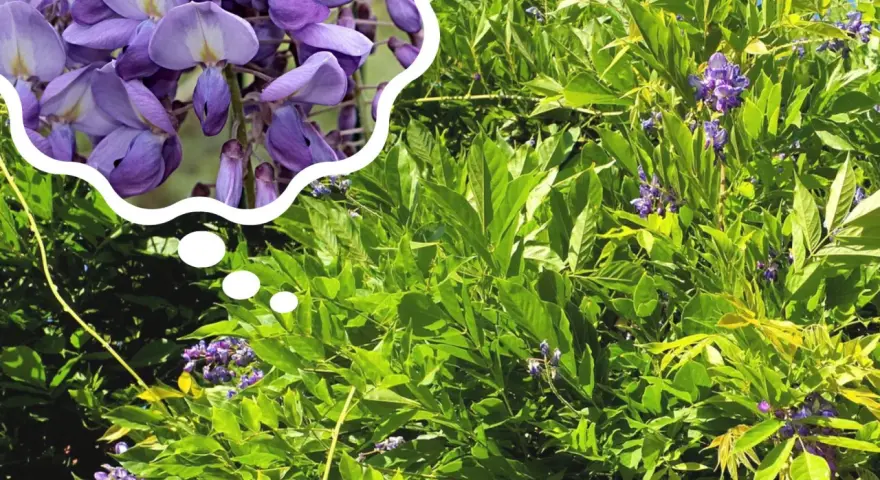Piękna wisteria kiedy kwitnie, jej fioletowe kwiaty tworzą kaskady na tle zielonych liści.