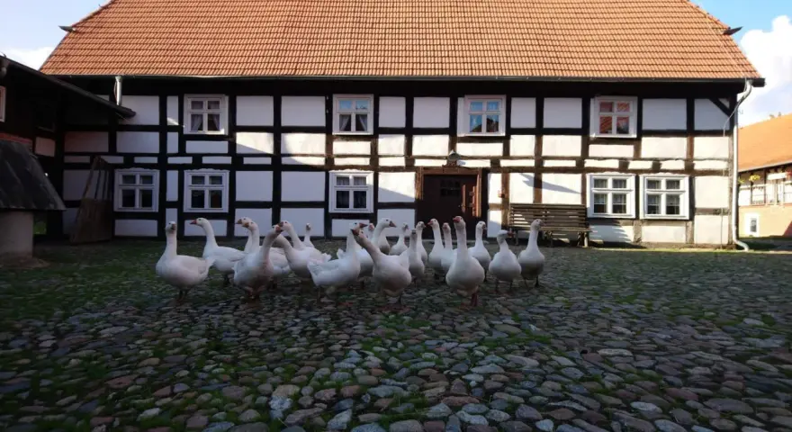 Stado gęsi przed zabytkowym budynkiem Muzeum Kultury Ludowej Pomorza w Swołowie.