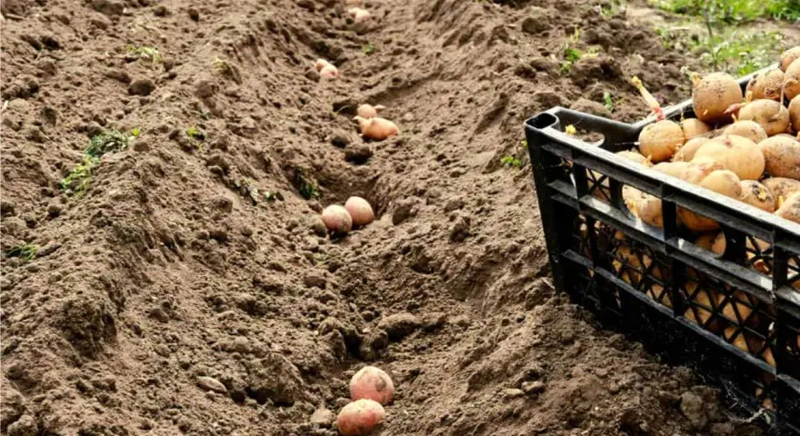 Semina patate in solchi, con una cassetta piena di tuberi pronti per la semina, seguendo i cicli lunari, luna calante o crescente.