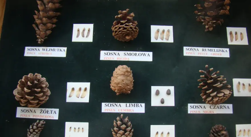 Kiedy spadają szyszki, można podziwiać różnorodność gatunków sosny, od długiej wejmutki po małą górską.