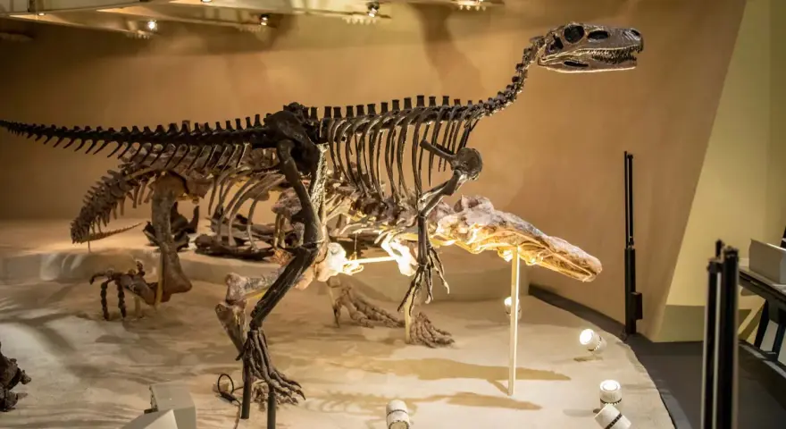 Szkielet dinozaura w muzeum w Londynie. Te prehistoryczne stworzenia budzą zachwyt.