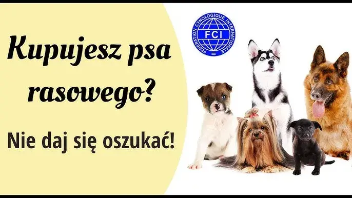 Jak kupić zdrowego owczarka niemieckiego? Uniknij pseudohodowli!