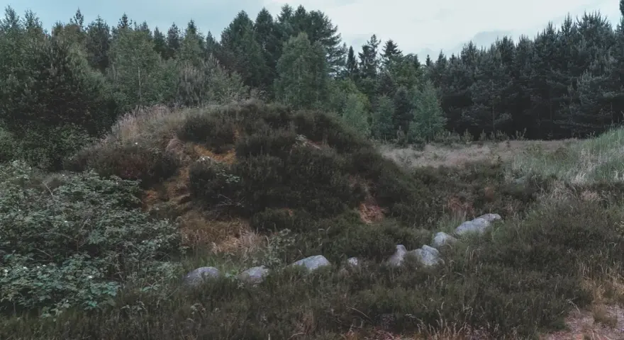 Kamienne kręgi ukryte wśród wrzosowisk i lasu, tworzące tajemniczy krajobraz.