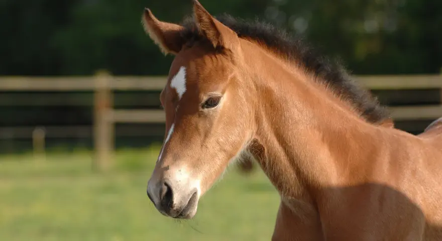 Un poulain brun clair, peut-être atteint de Rhodococcus equi, regarde avec curiosité. Son pelage est doux, sa crinière noire et une étoile blanche orne son front.