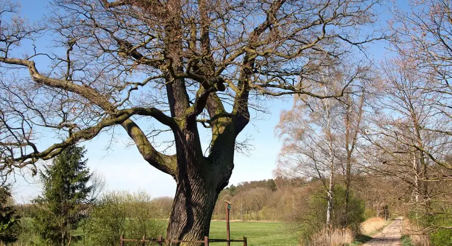 Potężny dąb, pomnik przyrody na prywatnej działce, rozpościera swe konary nad polną drogą.