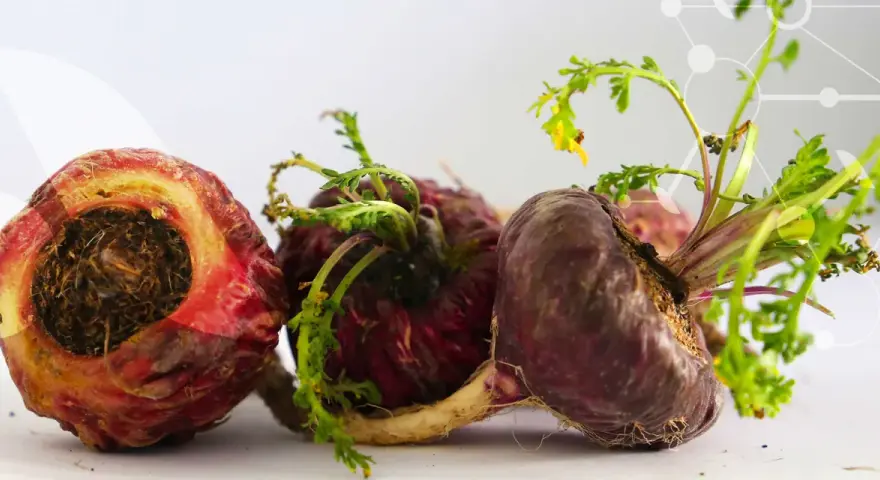 Trois racines de maca, certaines coupées, montrent leurs textures terreuses et leurs jeunes pousses vertes.