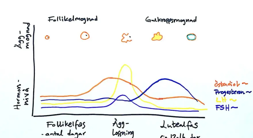 Diagram över menstruationscykeln som visar hur nivåerna av kvinnliga hormoner (östradiol, progesteron, LH, FSH) förändras under cykelns olika faser.