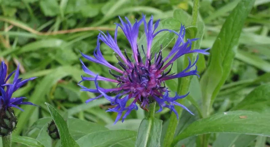 Eine leuchtend blaue Berg-Flockenblume entfaltet ihre zarten Blütenblätter vor einem Hintergrund aus sattgrünem Laub.