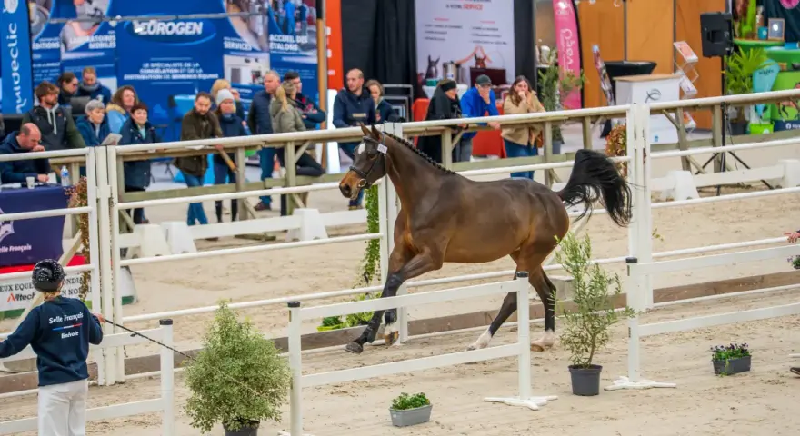 Un magnifique étalon sf, fier et puissant, défile dans une arène sous le regard des spectateurs.