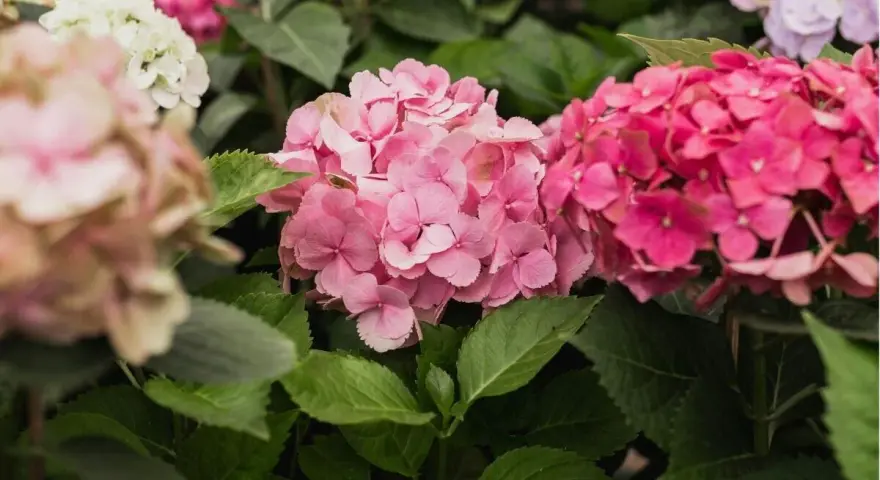Hortensias rosadas y fucsias, con hojas verdes. Consejos para sus cuidados y floración.
