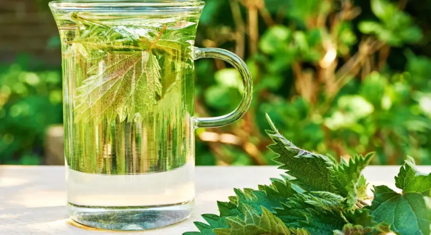 Ein Glas mit Brennnesseltee, daneben frische Brennnesselblätter. Perfekt für eine gesunde Brennnesseltee Kur im Grünen.