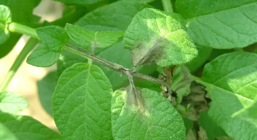 Foglie di patata colpite dalla peronospora, con macchie marroni e necrotiche sui margini e sulle nervature.