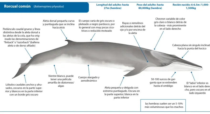 Ilustración detallada de una ballena rorcual común, mostrando sus características anatómicas y datos sobre su tamaño y peso.