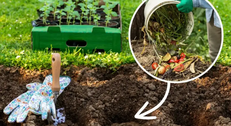 Jak zrobić dobry kompost? Wrzucanie resztek organicznych do ziemi to pierwszy krok. W tle sadzonki czekają na przesadzenie.