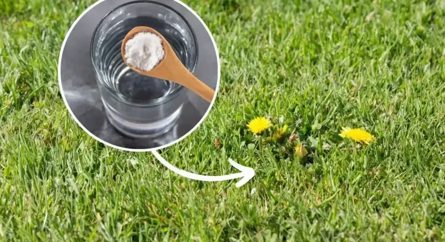 Łyżeczka białego proszku nad szklanką wody, wskazująca na chwasty w trawie.