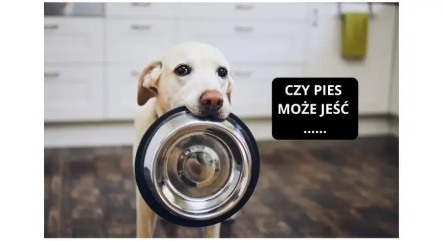 Myślę, że "Mięso z rosołu dla psa? Sprawdź, zanim podasz! Bezpieczeństwo i ryzyko" będzie idealne.