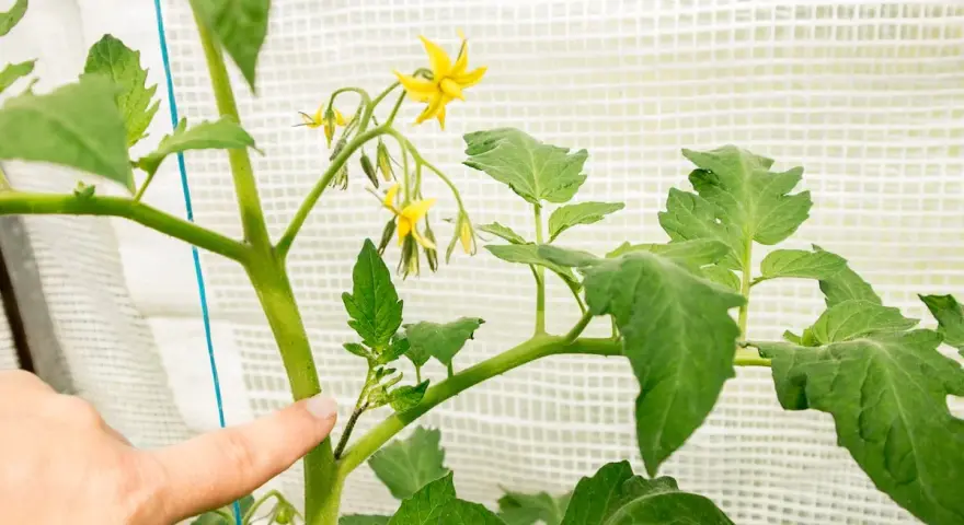 Finger zeigt auf einen Triebansatz an einer Tomatenpflanze, der zum Ausgeizen bereit ist. Gelbe Blüten sind sichtbar.