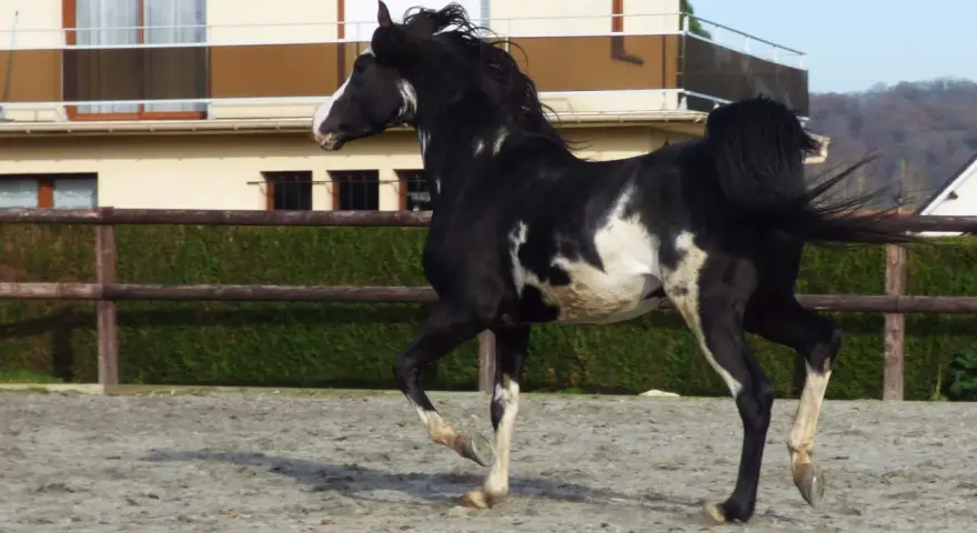 Un magnifique étalon pur sang arabe, noir et blanc, galope dans une carrière. Sa crinière flotte au vent, témoignant de sa puissance et de sa grâce.
