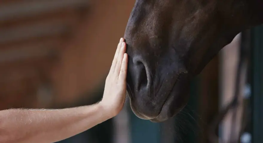 Une main caresse le museau d'un cheval. Une connexion douce, qui nous rappelle pourquoi les chevaux ne peuvent pas vomir.