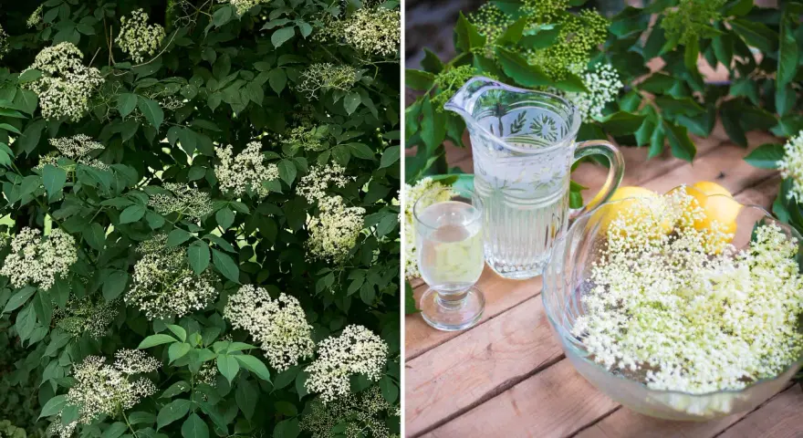 Fläderträd i full blom. Bredvid en karaff med fläderblomsaft, ett glas och en skål med fläderblommor och citroner.