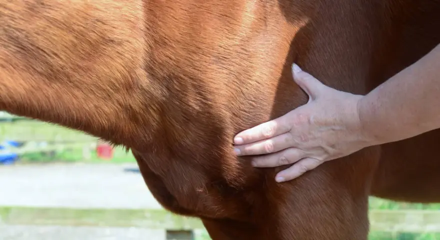 Main d'un vétérinaire palpant un lipome sous la peau d'un cheval bai.
