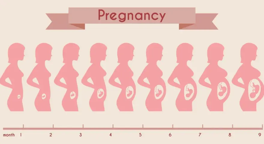 Sylwetki kobiet pokazują rozwój ciąży od 1. do 9. miesiąca. Pierwszy trymestr trwa do 3. miesiąca.