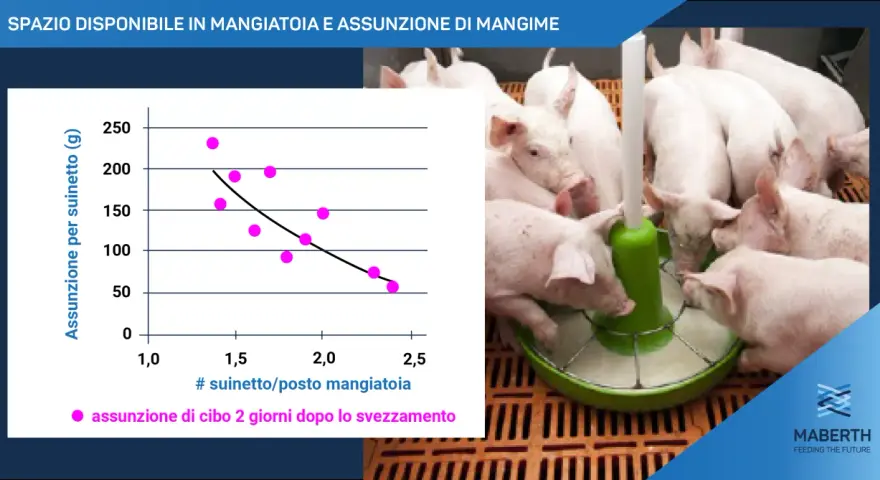 Suinetti affamati si accalcano attorno a un mangiatoio, mentre un grafico mostra l'assunzione di cibo per maiale.