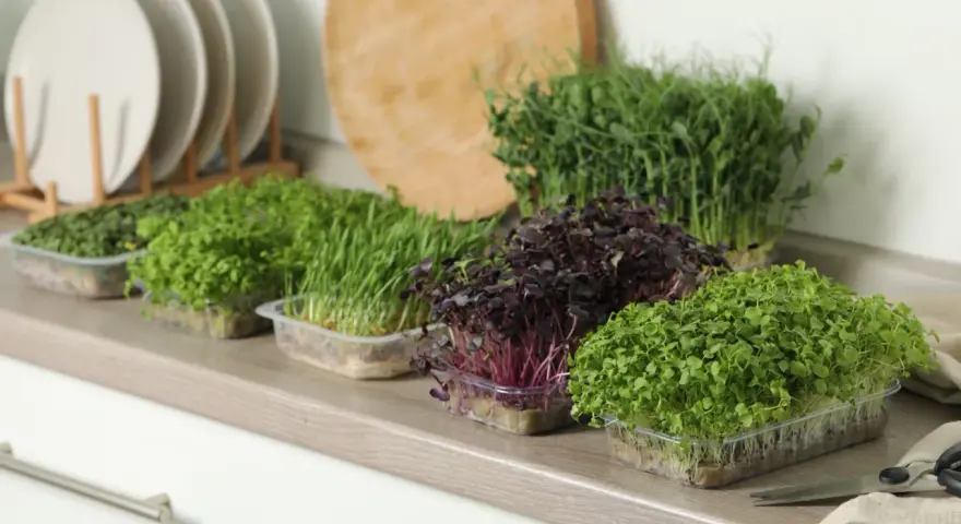 Frische Ernte: Verschiedene Sorten Microgreens anbauen, von zartgrün bis dunkelrot, bereit für die Küche.