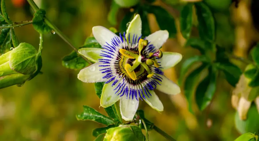 Passiflora in fiore, con gocce di pioggia sui petali bianchi e blu. Le sue proprietà sono note per il benessere.