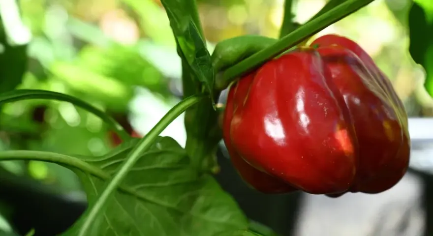 Reife rote Paprika am Strauch. Beim Paprika selber ziehen ist es wichtig zu wissen, dass die Früchte nicht giftig sind.