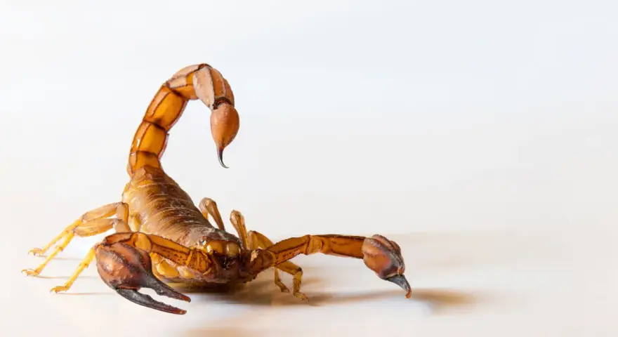 Un escorpión marrón con su cola curvada sobre su espalda, listo para cazar. Los escorpiones comen insectos y otros arácnidos.