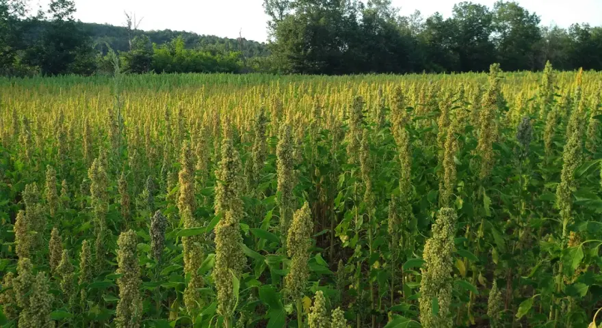 Campo rigoglioso di quinoa pianta, con spighe dorate che ondeggiano al sole. Alberi sullo sfondo creano un contrasto verde.