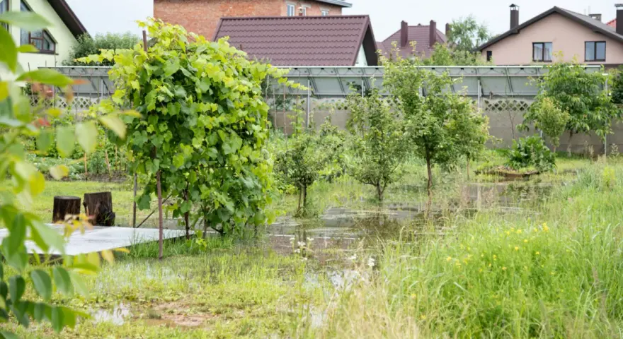 Woda na działce po deszczu, zalane trawniki i młode drzewka. W tle domy i szklarnia.