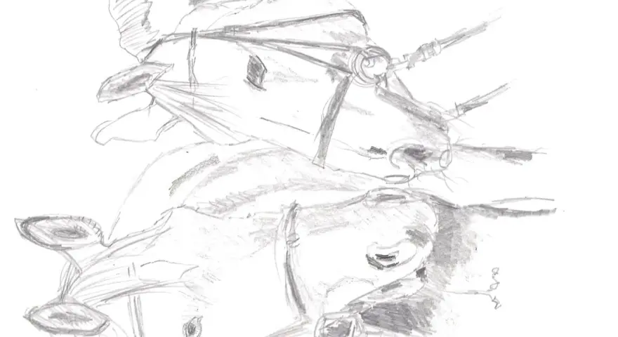 Boceto a lápiz de dos caballos con bridas, mostrando diversas técnicas de dibujo a lápiz para capturar sus formas y texturas.