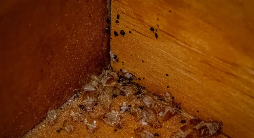 Esquina de madera con restos de mudas de chinches y sus pequeñas cagadas negras.