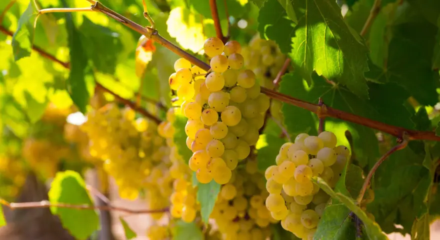 Grappes de gros manseng dorées, mûres et juteuses, baignées de soleil sur la vigne.
