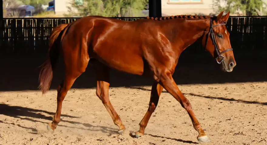 Magnifique cheval bai en mouvement dans une carrière, prêt pour un prix cheval CSO 5 étoiles.