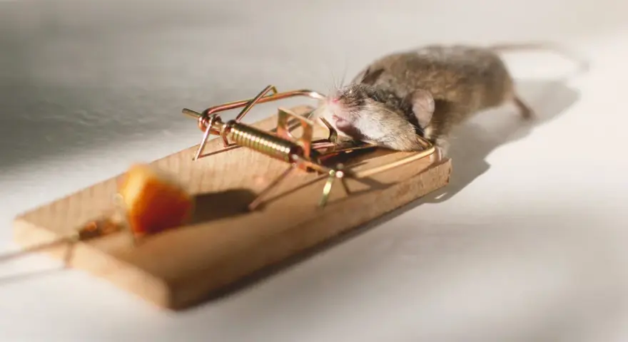 Un ratón doméstico atrapado en una trampa de madera con un trozo de queso.