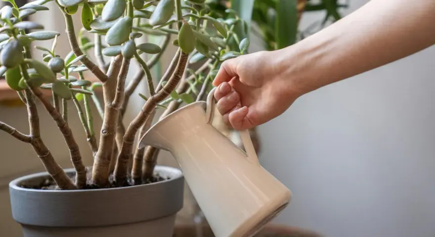 Mano regando un árbol de jade, cuidando sus hojas carnosas. El riego adecuado es clave para los cuidados del árbol de jade.