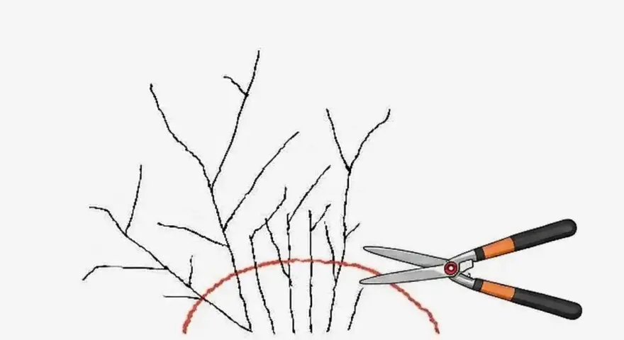 Ilustracja pokazuje, jak wykonać cięcie tawuły japońskiej. Nożyce ogrodnicze są gotowe do przycięcia gałązek poniżej czerwonej linii.