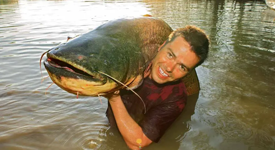 Ein Mann hält stolz einen riesigen Wels im Wasser. Ein erfolgreicher Tag beim Angeln auf Wels!