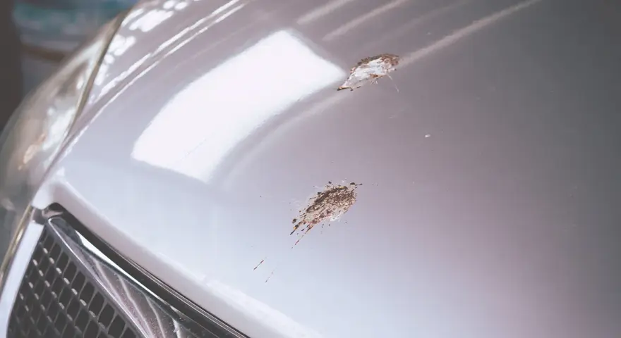 Bird droppings mar the shiny hood of a car, showing how to clean bird poop off car.