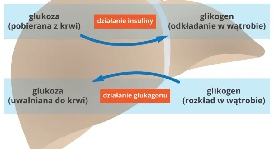 Schemat działania insuliny i glukagonu na wątrobę: pobieranie i odkładanie glukozy, uwalnianie glukozy z glikogenu.