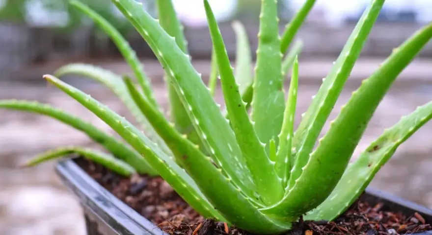 Zielony, soczysty aloes leczniczy w czarnej doniczce. Jego grube liście z ząbkowanymi brzegami tworzą gęstą rozetę.
