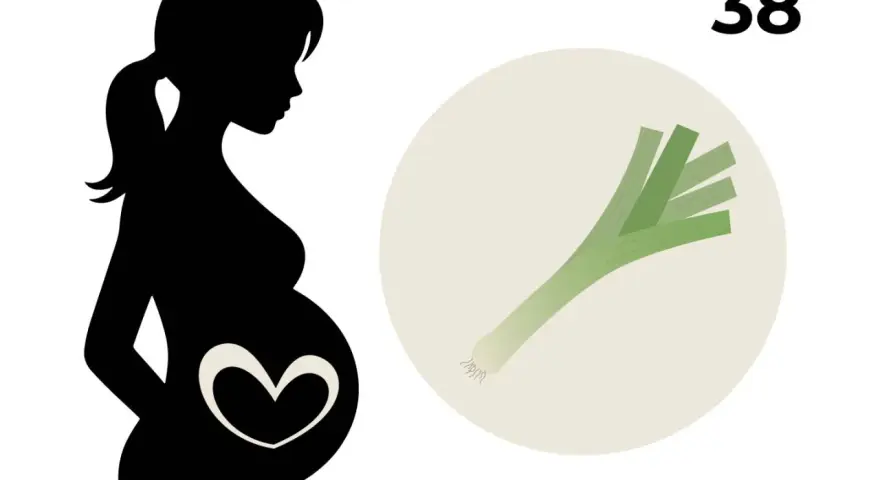 Silhouetten einer schwangeren Frau mit einem Herzsymbol auf dem Bauch, daneben eine Lauchstange und die Zahl 38. 38. SSW.