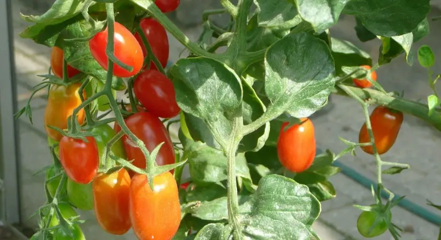 Pomodori ciliegino maturi e verdi su un ramo. L'olio di neem protegge le piante da parassiti, garantendo frutti sani.
