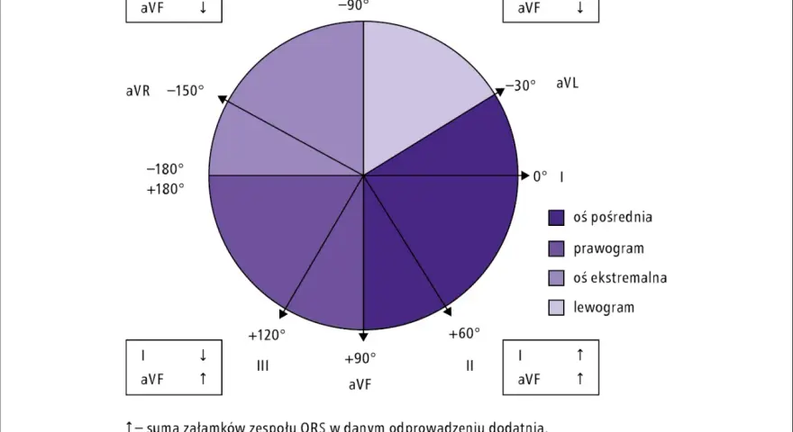 Diagram osi elektrycznej serca, kluczowy do zrozumienia, jak odczytać wynik EKG. Pokazuje rozmieszczenie odprowadzeń i ich kąty.